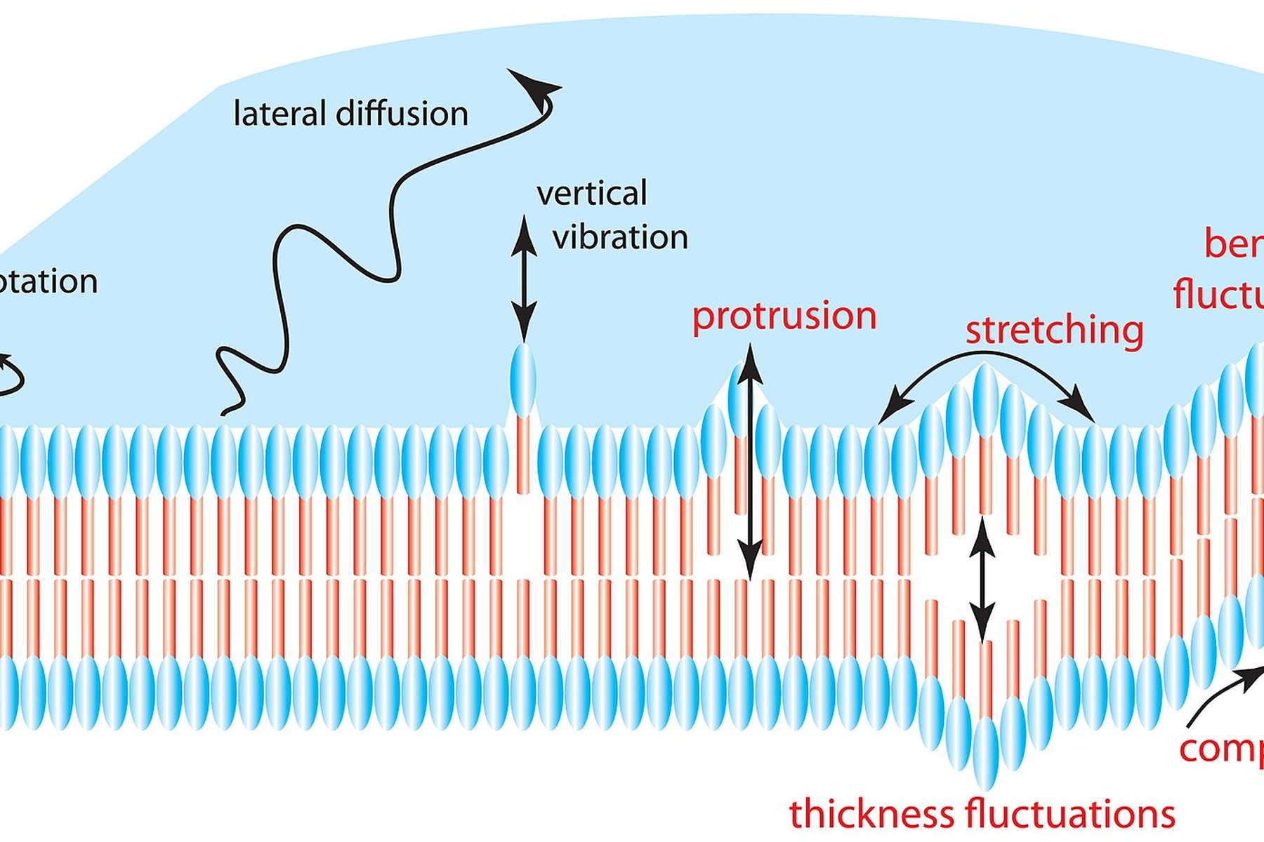 Technical diagram illustrating membrane dynamics from a NIST research project.